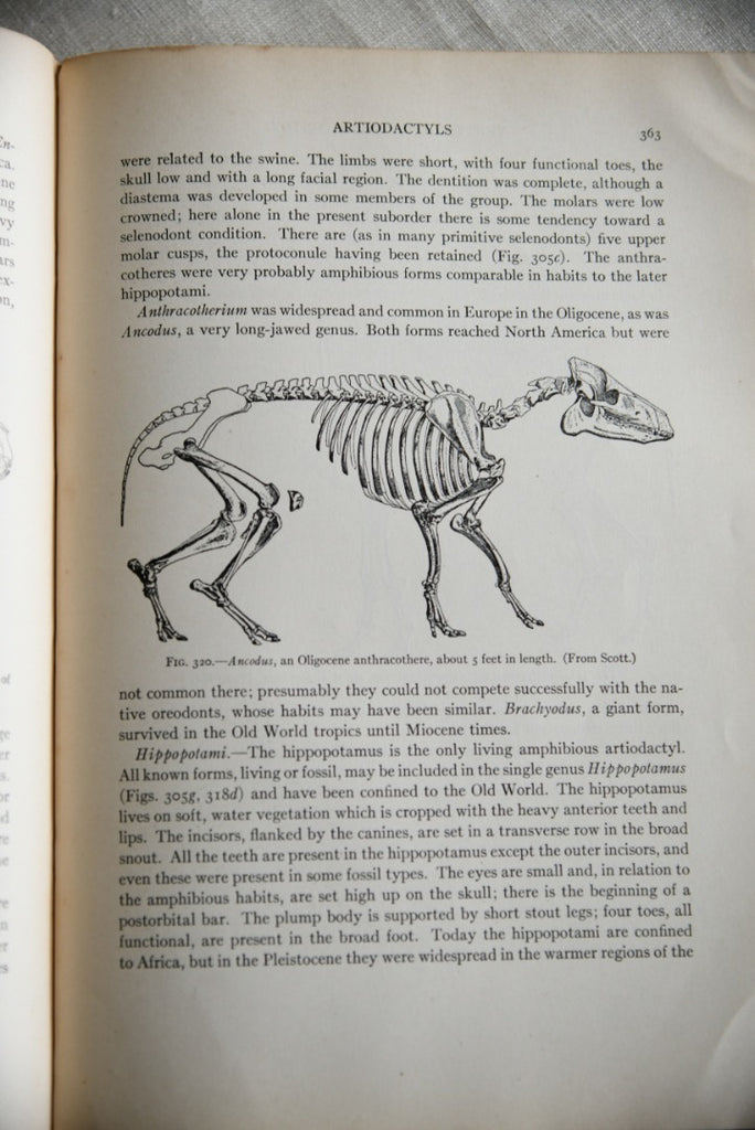 Alfred Sherwood Romer -Vertebrate Paleontology