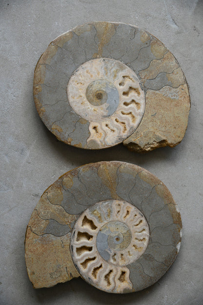 Large Cut & Polished Ammonite