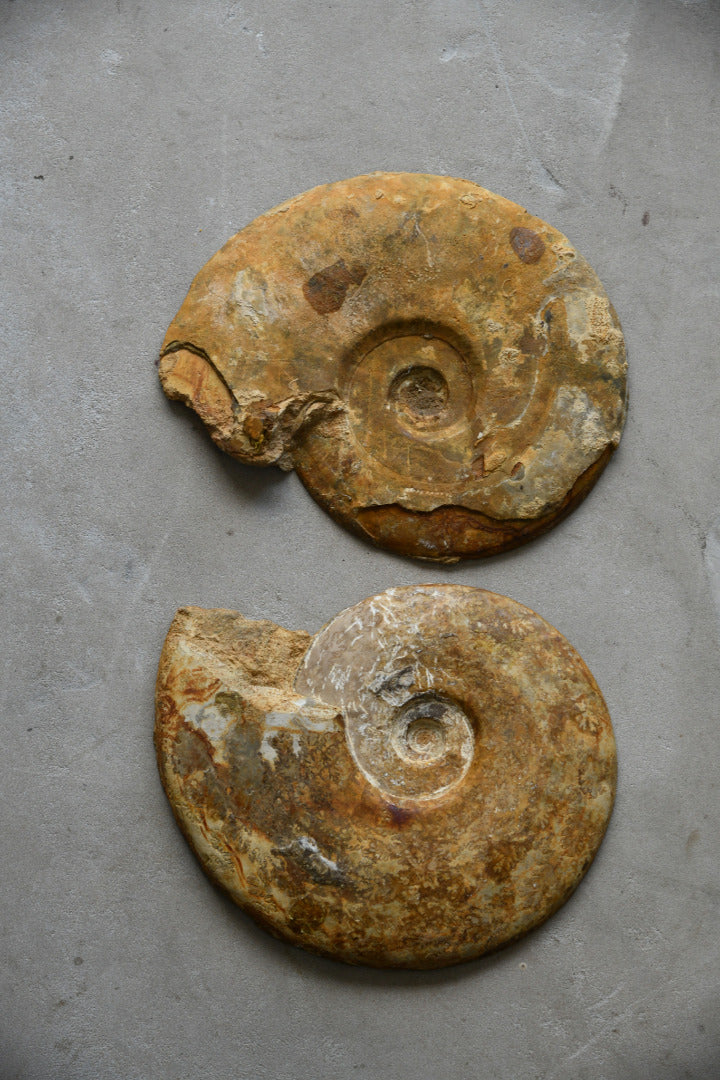 Large Cut & Polished Ammonite
