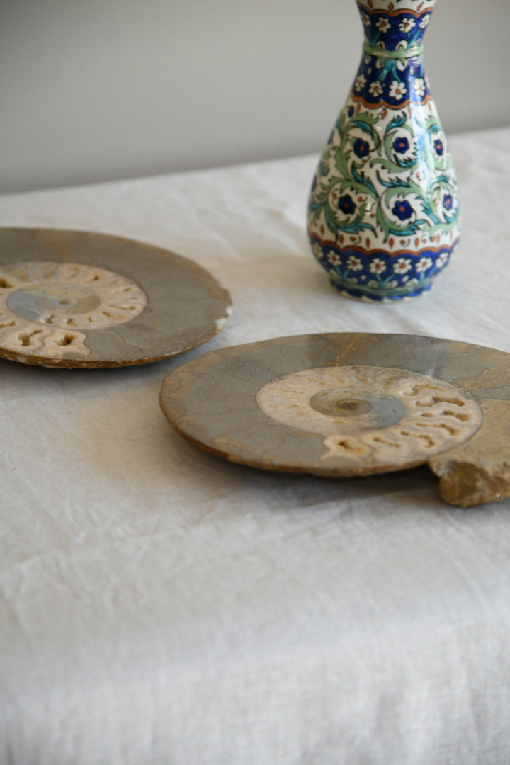 Large Cut & Polished Ammonite