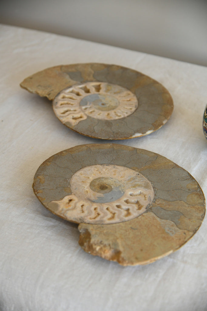 Large Cut & Polished Ammonite