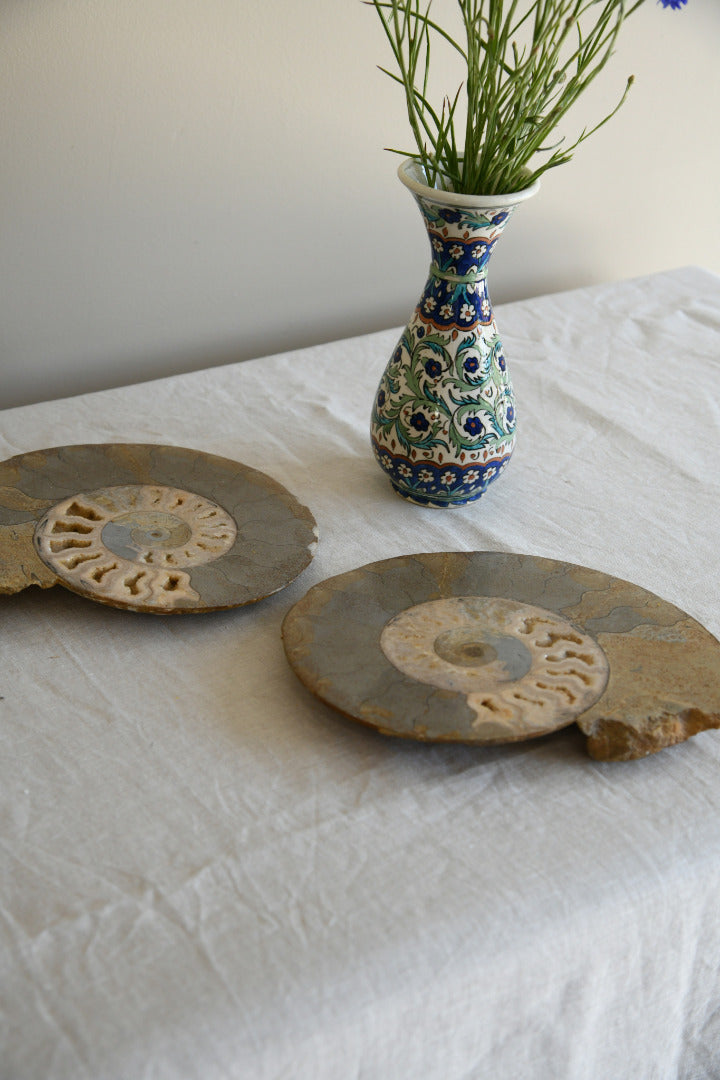 Large Cut & Polished Ammonite