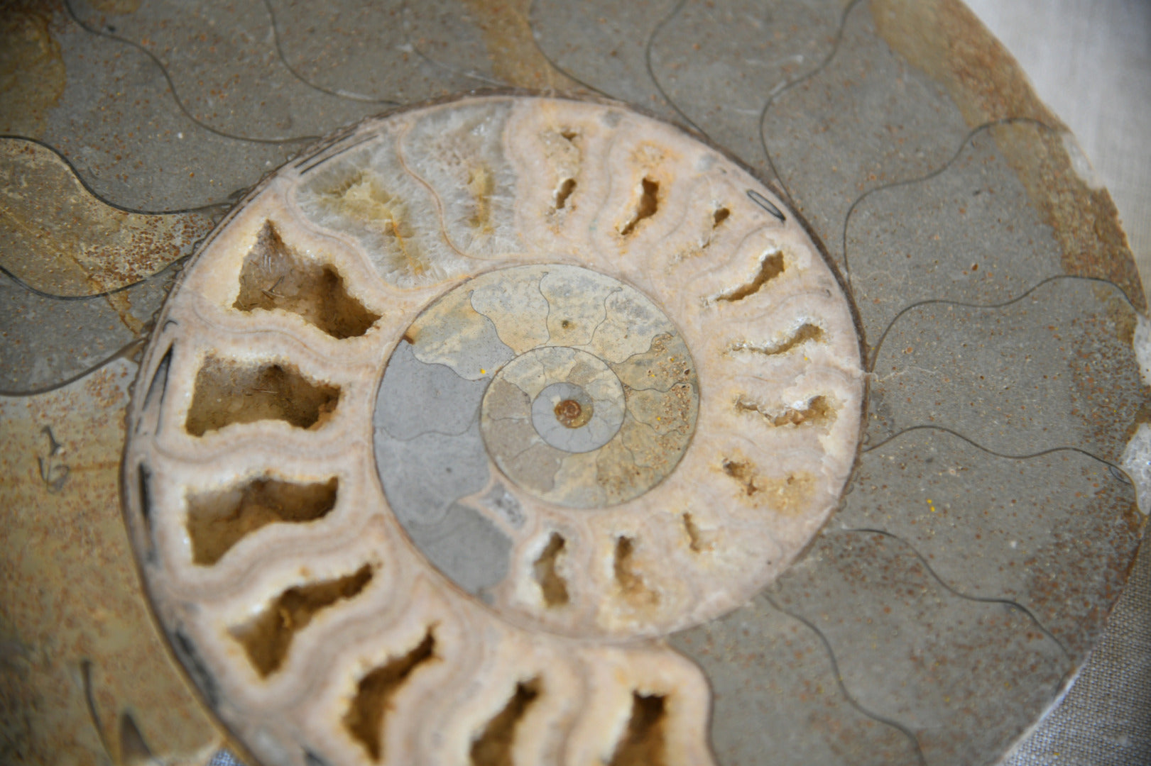 Large Cut & Polished Ammonite