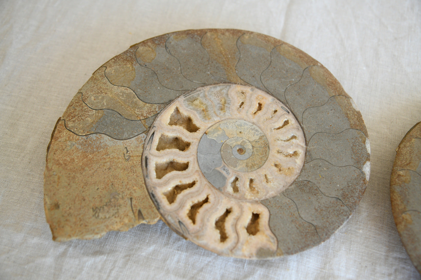 Large Cut & Polished Ammonite