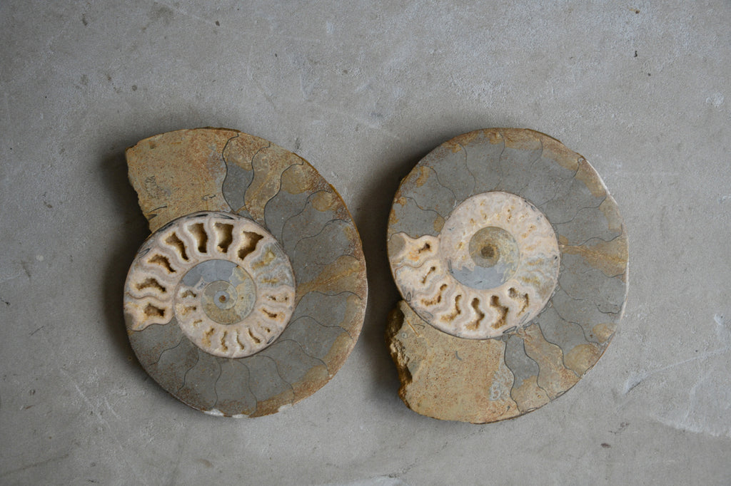 Large Cut & Polished Ammonite