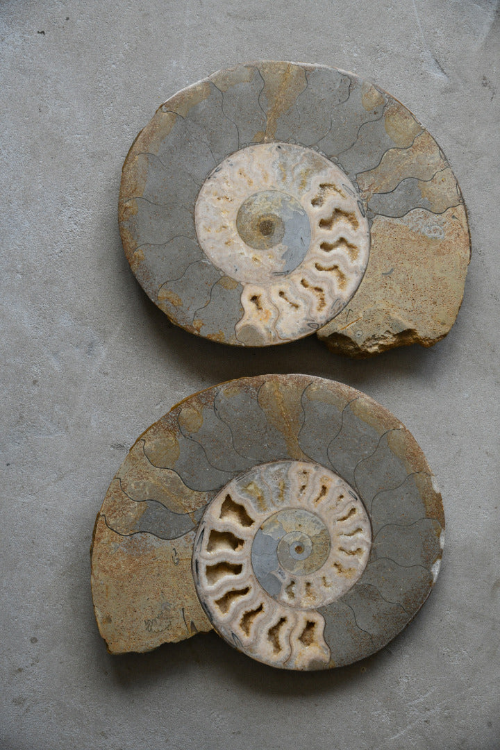 Large Cut & Polished Ammonite