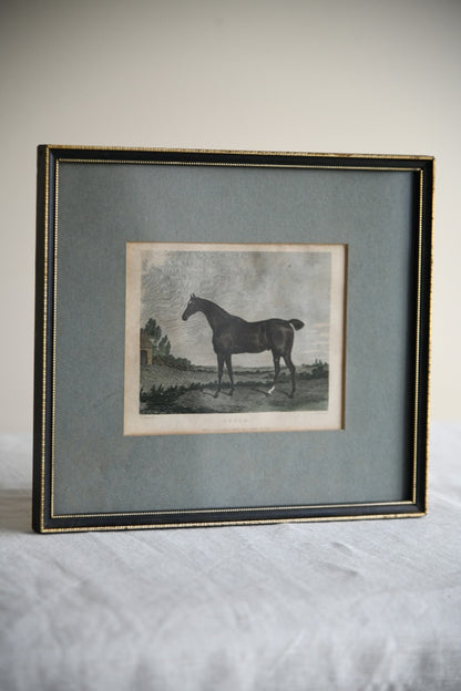 Antique Horse Engraving - Cupid