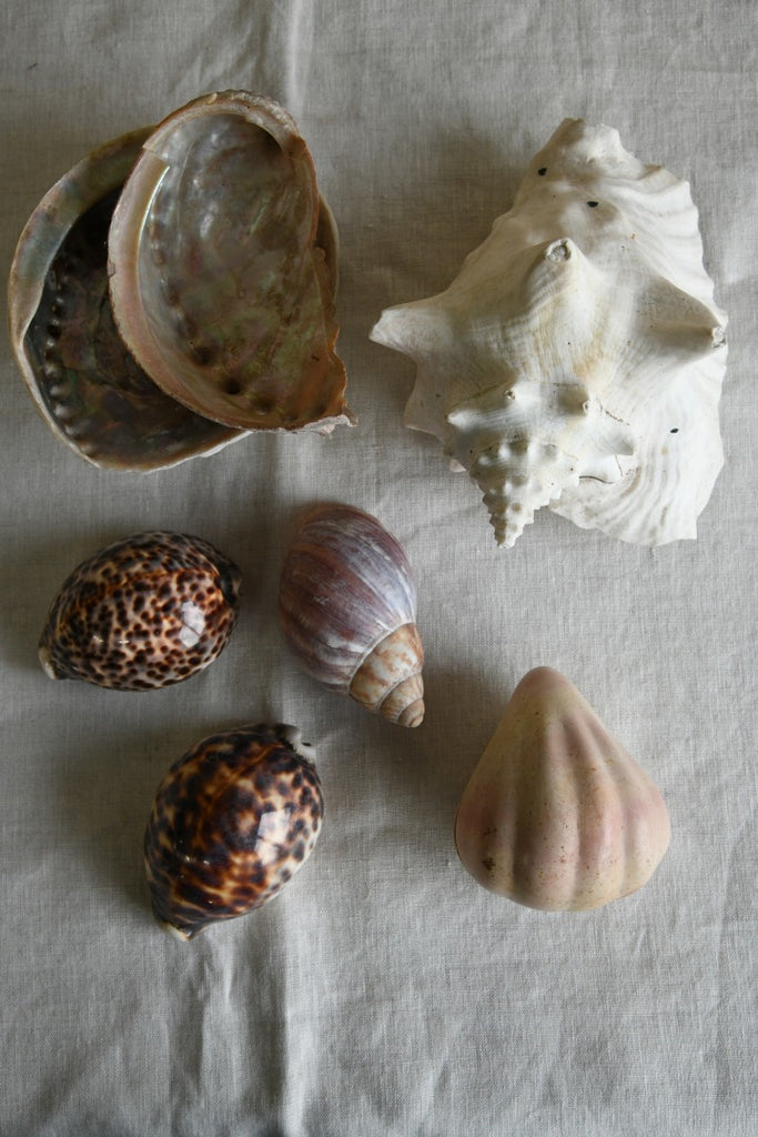 Collection of Decorative Sea Shells