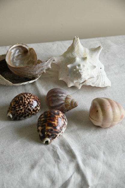 Collection of Decorative Sea Shells