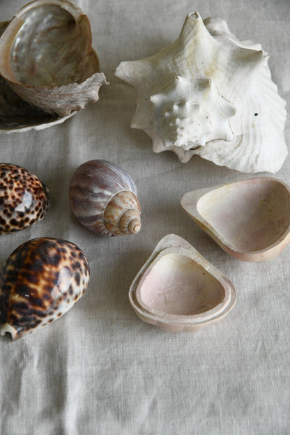 Collection of Decorative Sea Shells