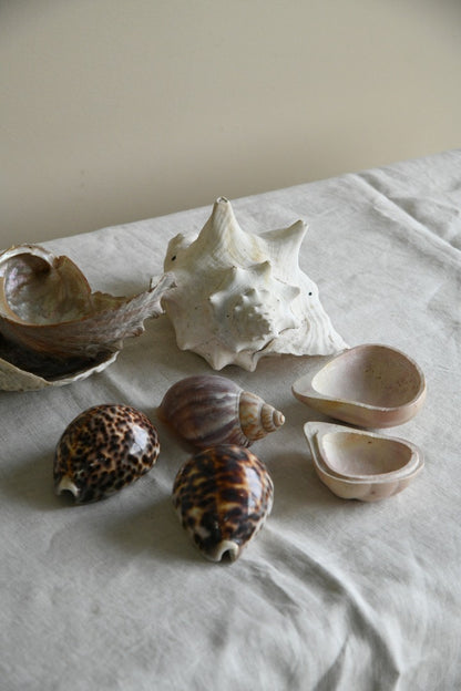 Collection of Decorative Sea Shells