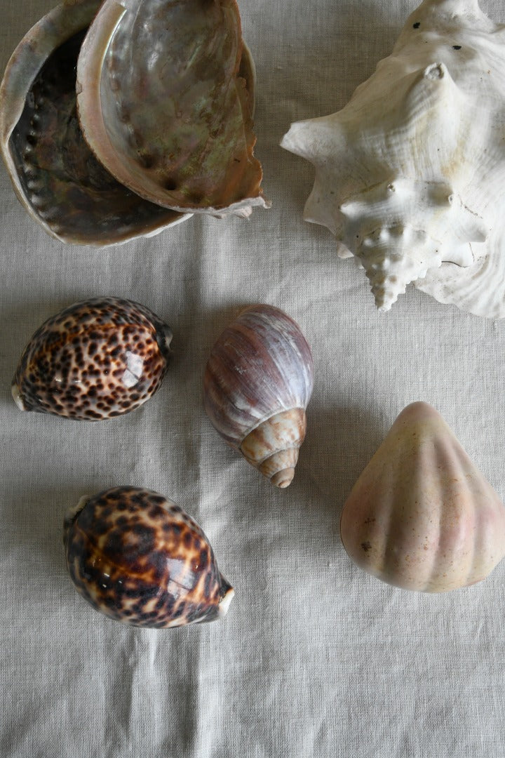 Collection of Decorative Sea Shells