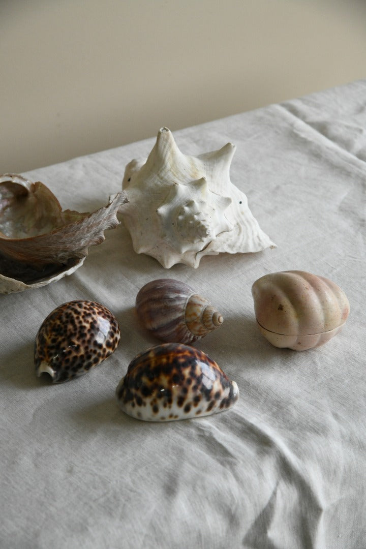 Collection of Decorative Sea Shells