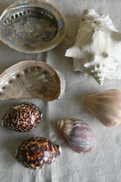 Collection of Decorative Sea Shells