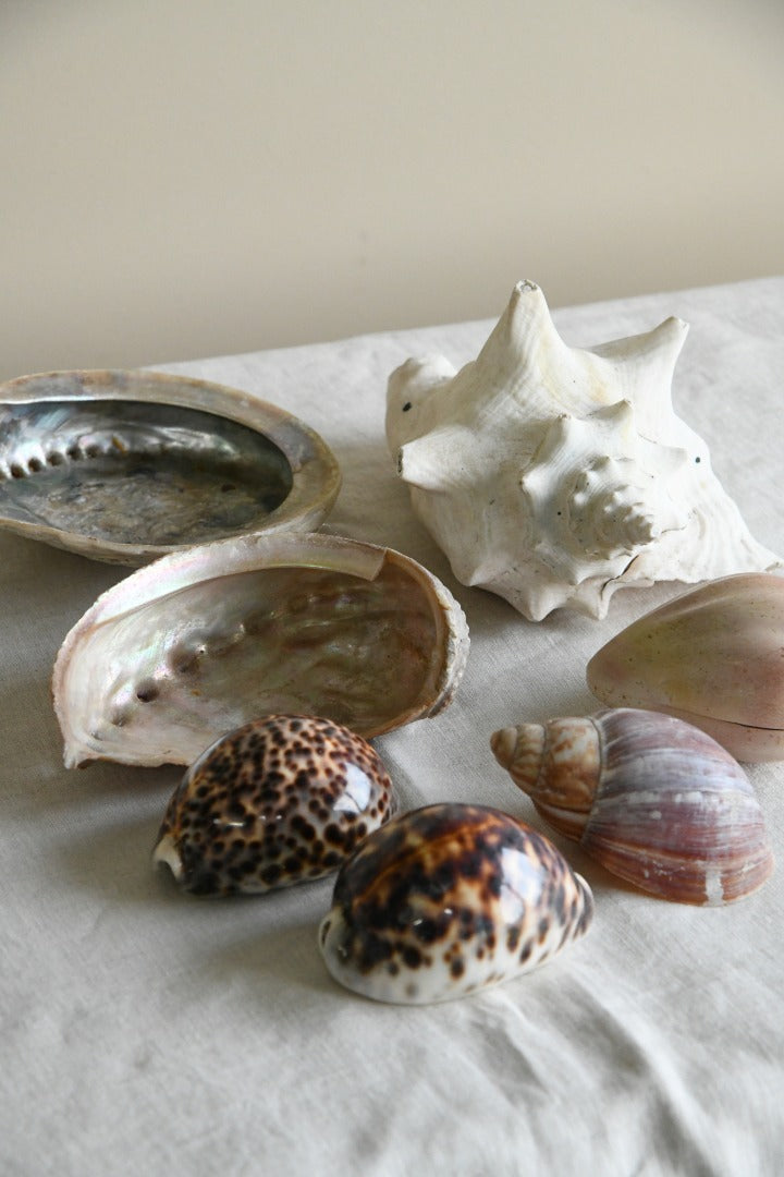 Collection of Decorative Sea Shells