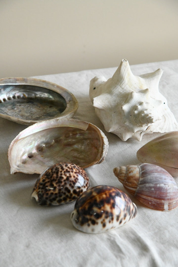 Collection of Decorative Sea Shells