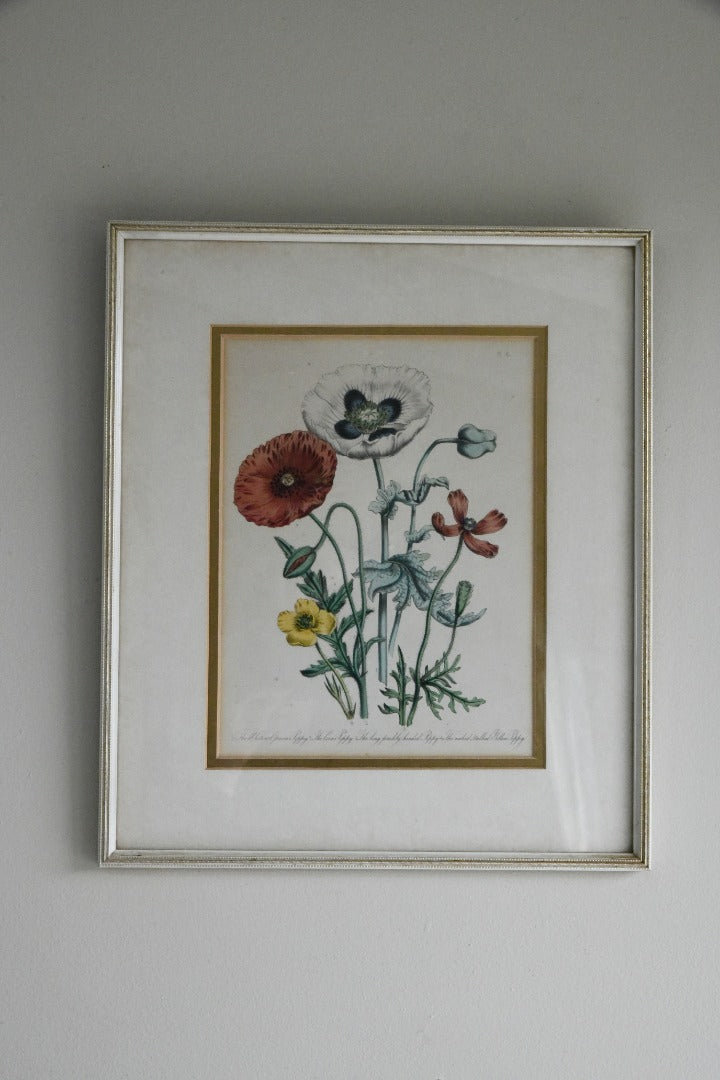 Opium Poppy Engraving