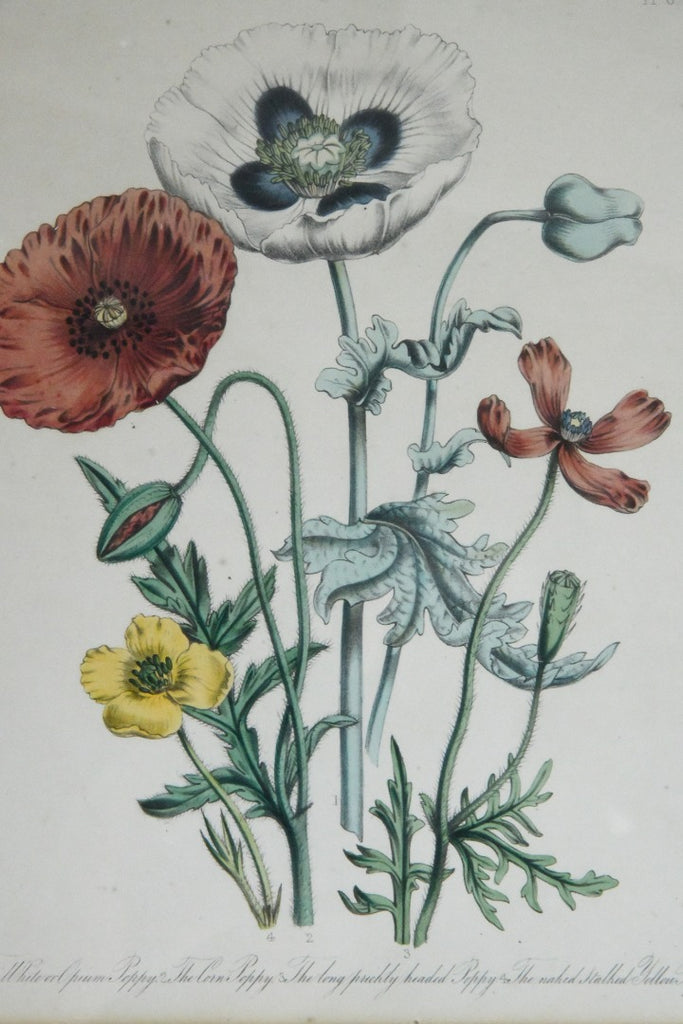 Opium Poppy Engraving