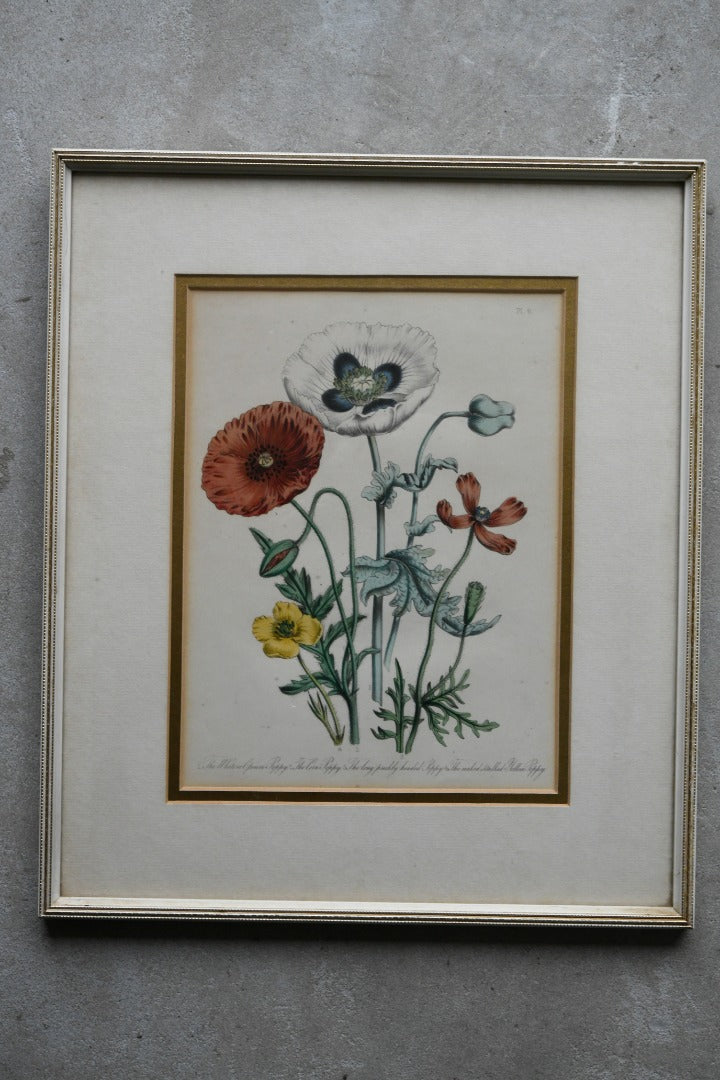 Opium Poppy Engraving