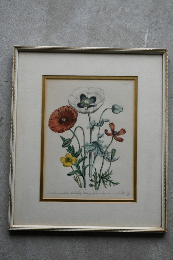 Opium Poppy Engraving