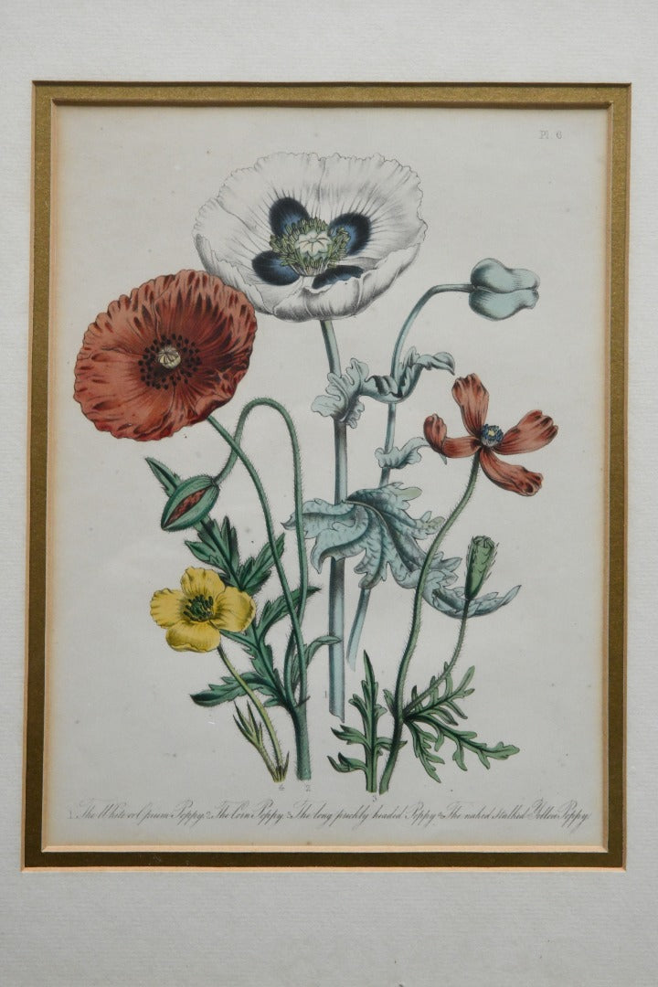 Opium Poppy Engraving