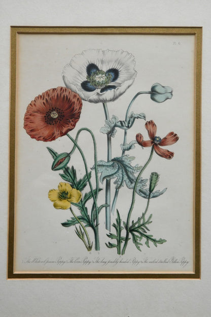 Opium Poppy Engraving