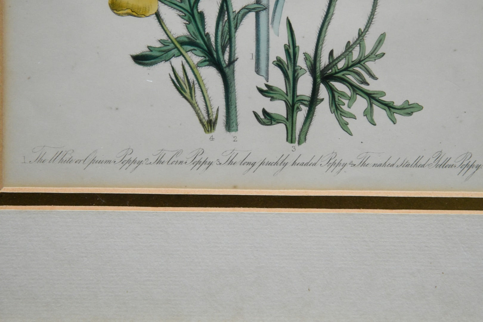 Opium Poppy Engraving