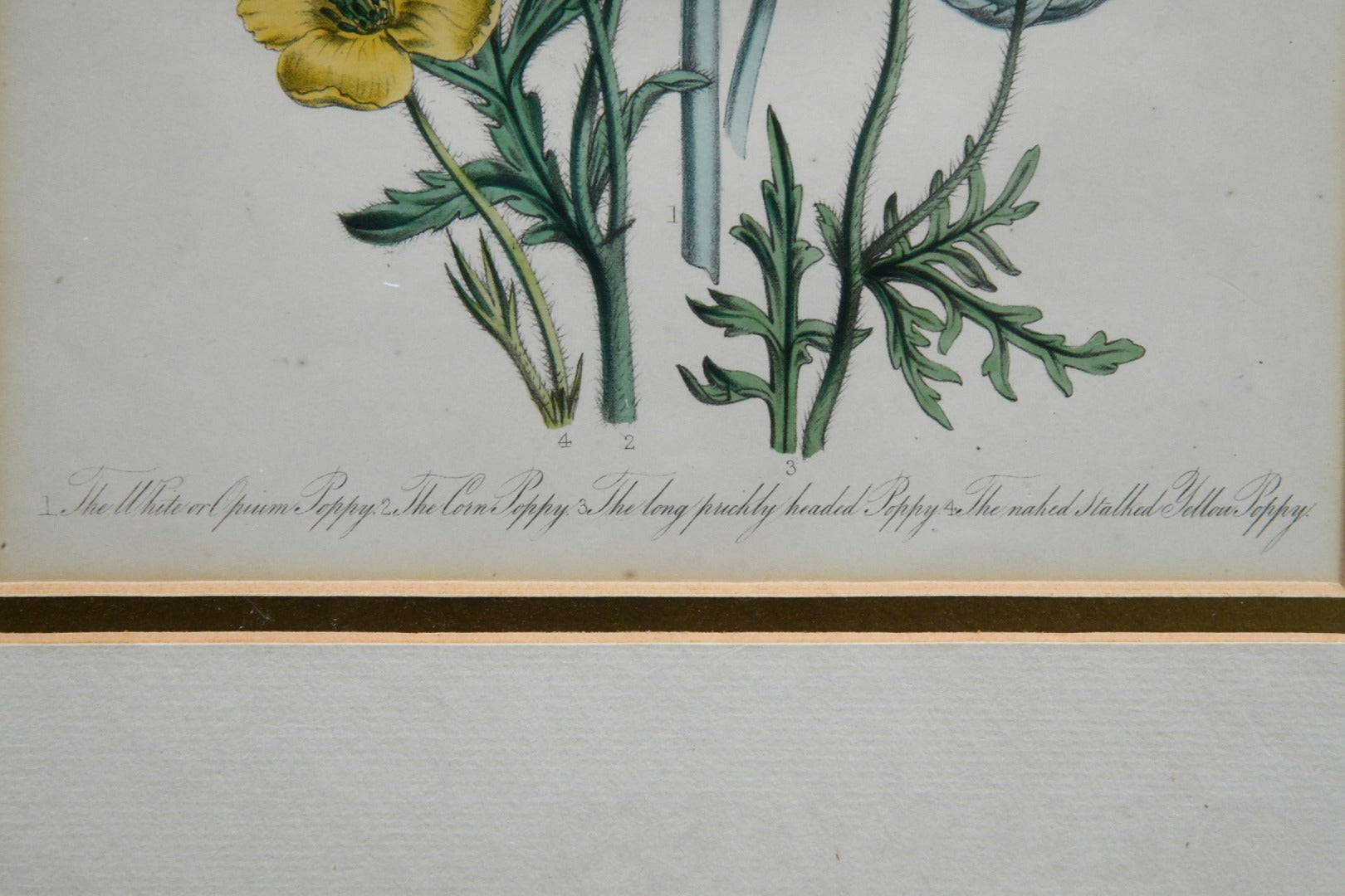 Opium Poppy Engraving