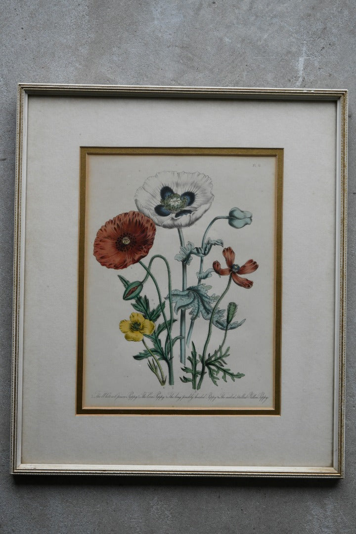 Opium Poppy Engraving