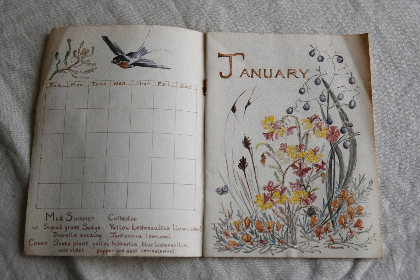 Perpetual Calendar of Western Australias Dainty Wildflowers - Mary Edwards