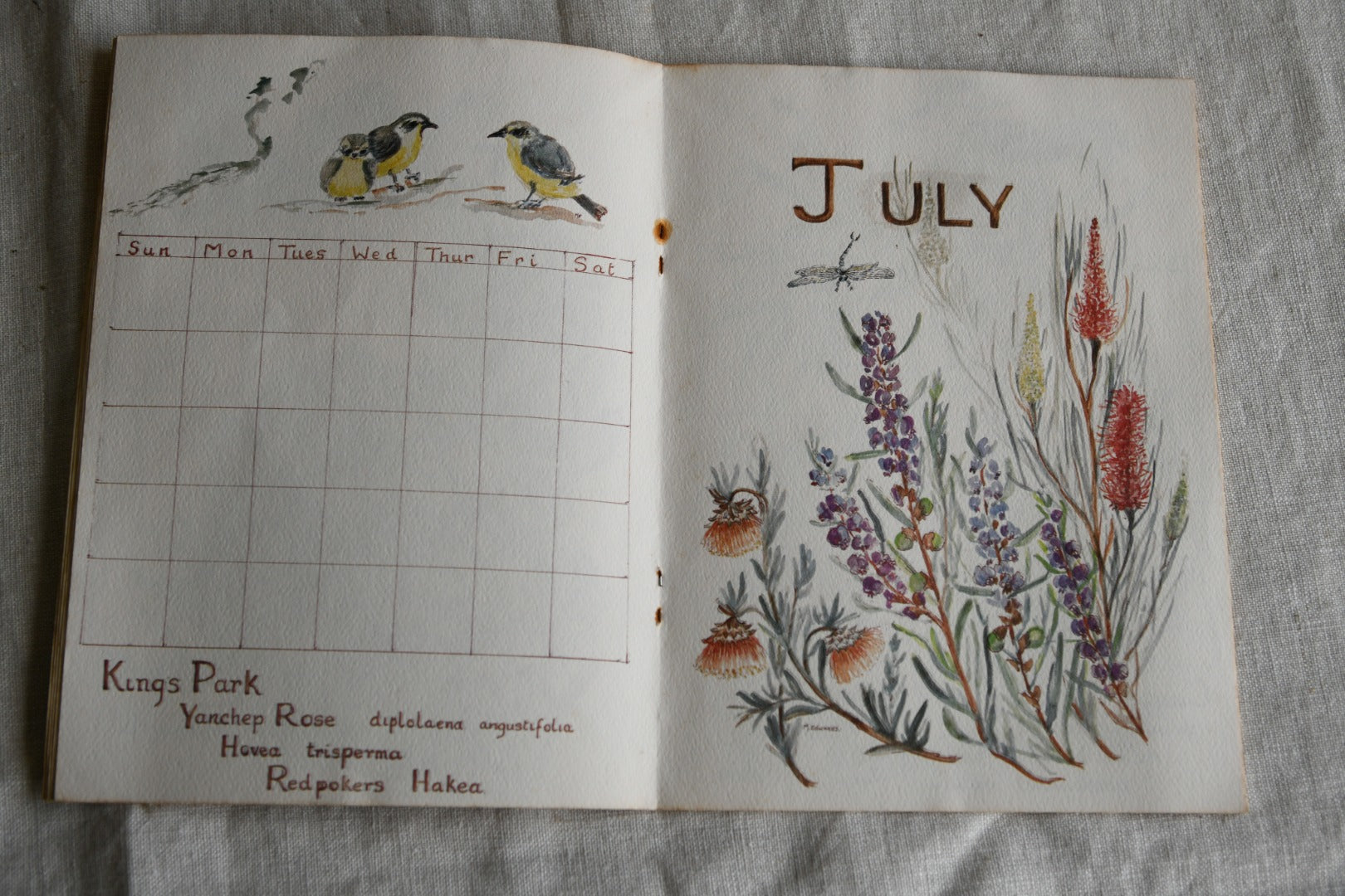 Perpetual Calendar of Western Australias Dainty Wildflowers - Mary Edwards