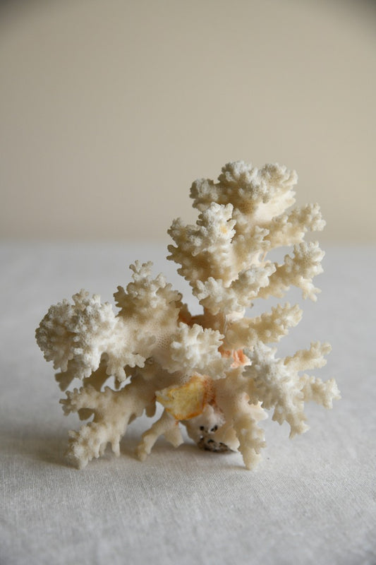 Vintage Coral