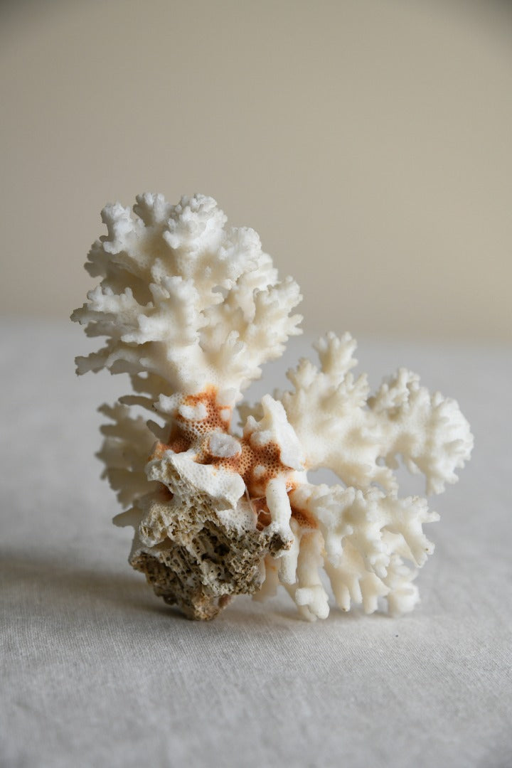 Vintage Coral