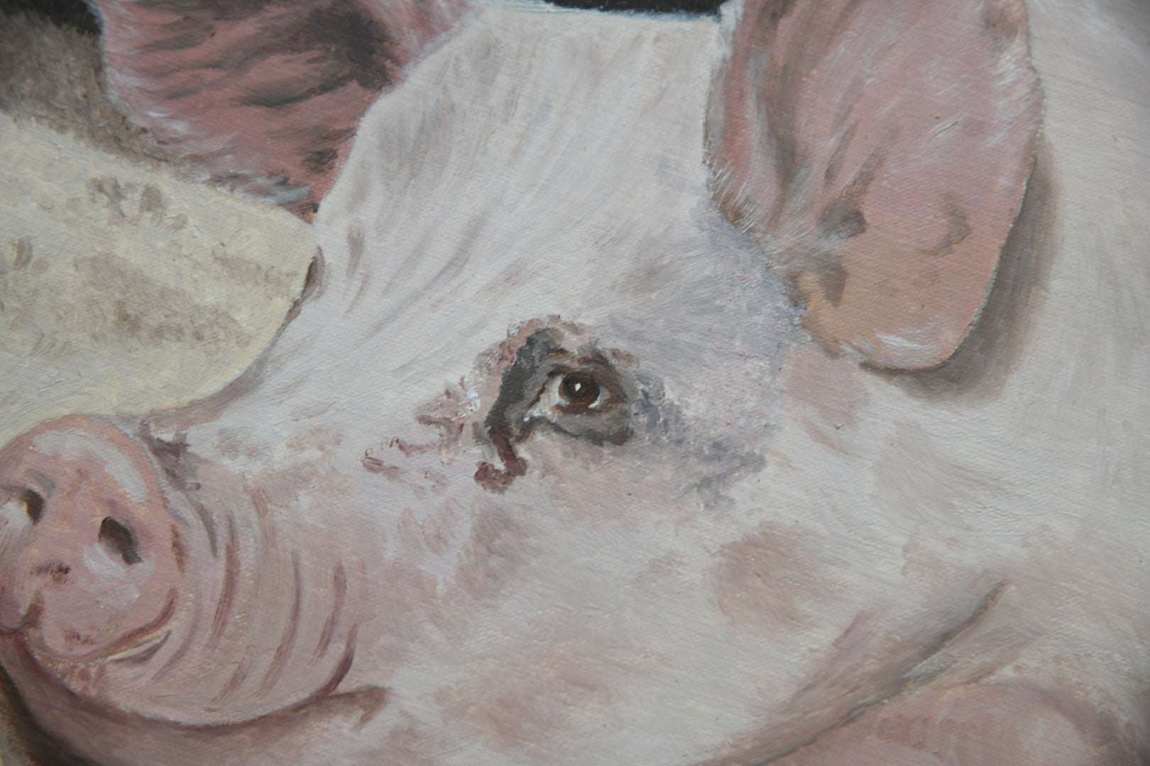 Pig Portrait