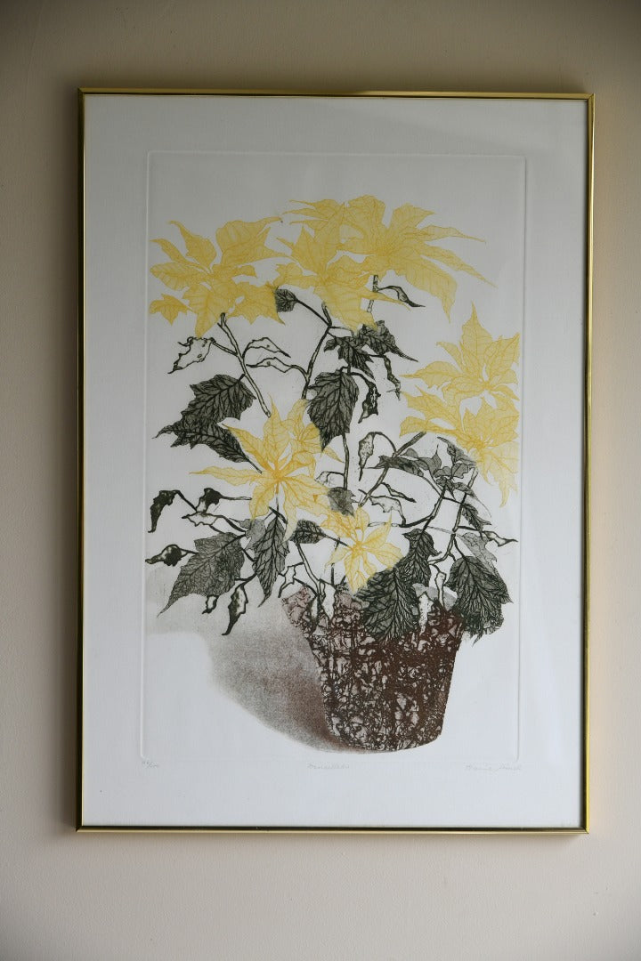 Elaine Simel - Poinsettias Etching