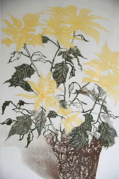 Elaine Simel - Poinsettias Etching