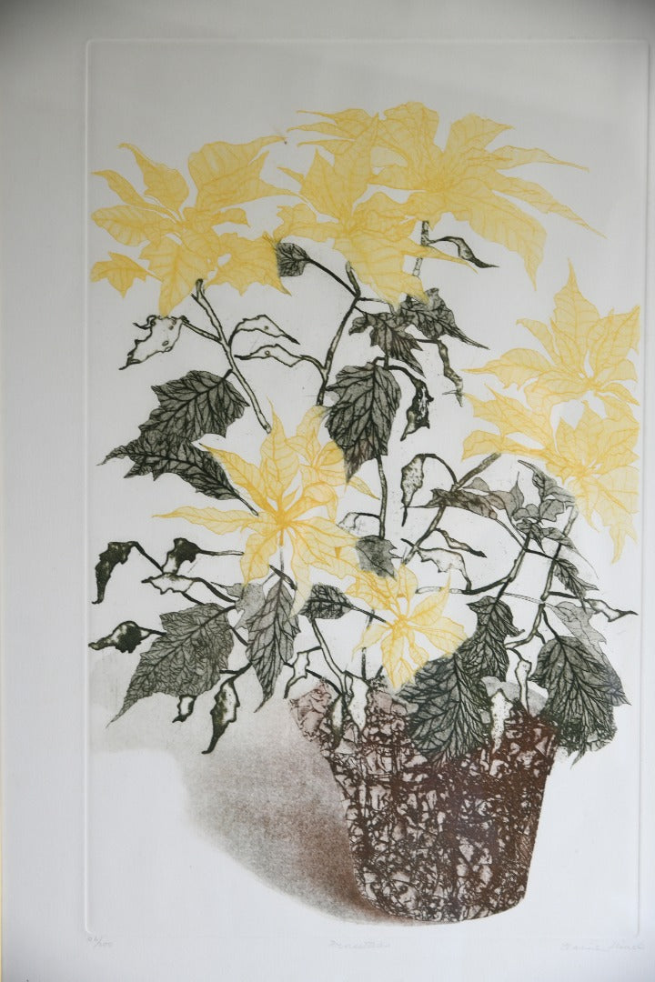 Elaine Simel - Poinsettias Etching