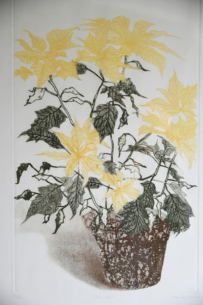 Elaine Simel - Poinsettias Etching