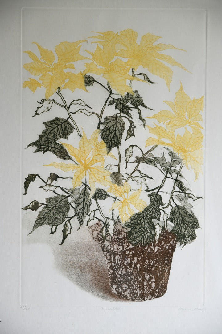 Elaine Simel - Poinsettias Etching