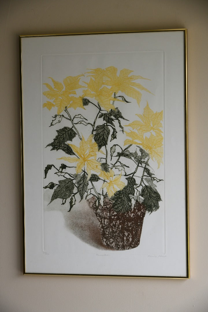 Elaine Simel - Poinsettias Etching