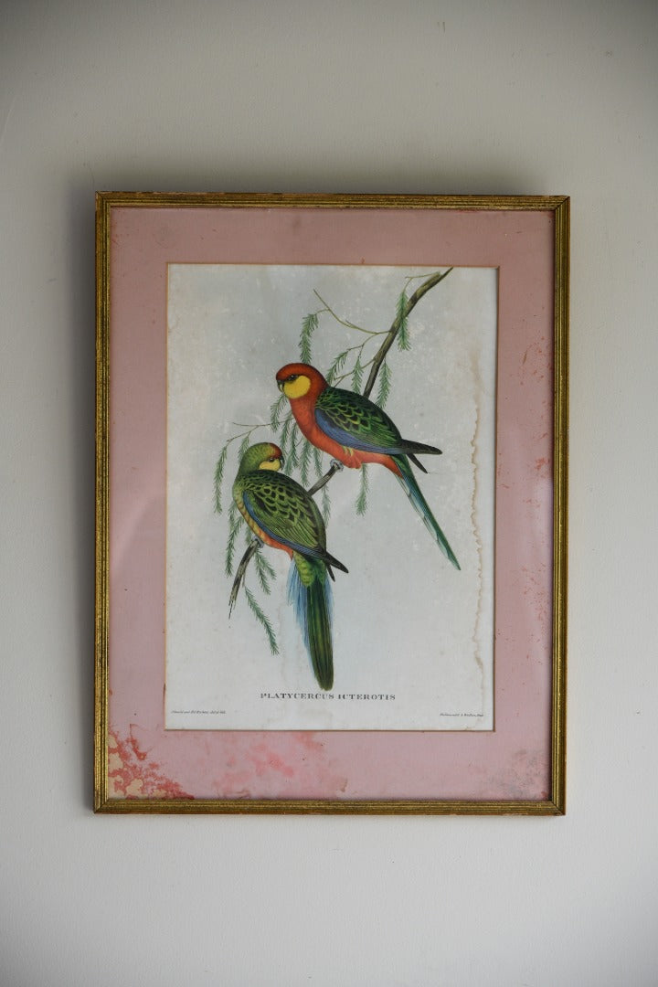 Platycercus Icterotis Parakeet Print