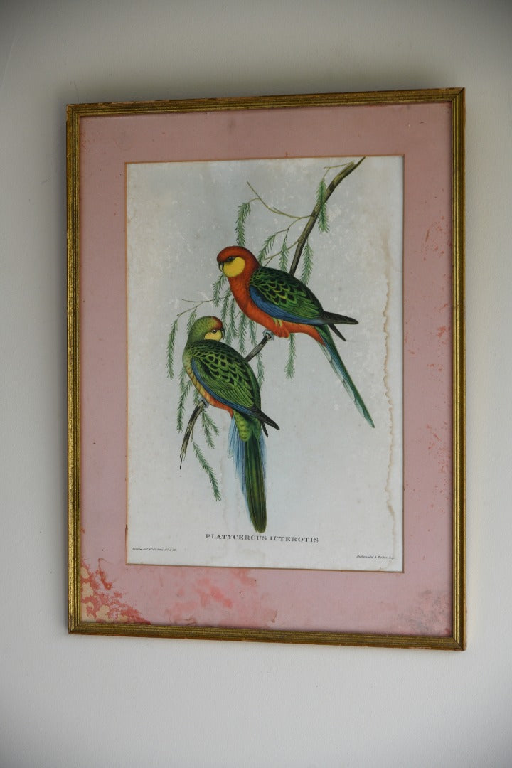 Platycercus Icterotis Parakeet Print