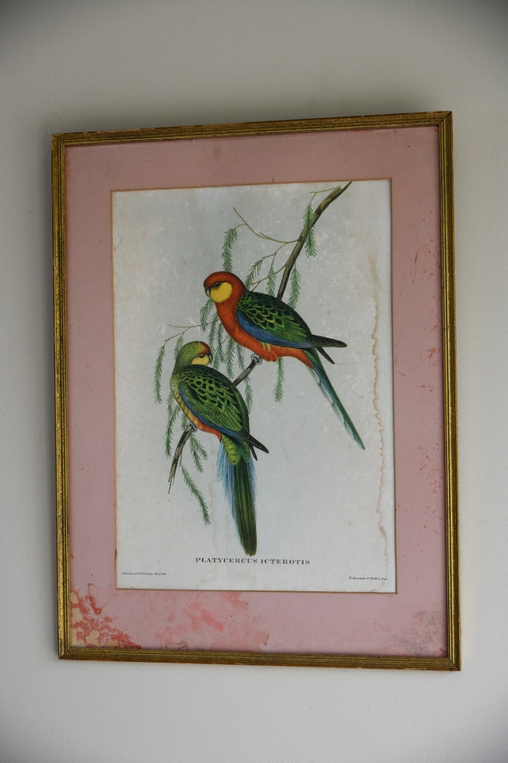 Platycercus Icterotis Parakeet Print