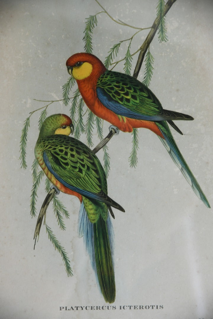 Platycercus Icterotis Parakeet Print