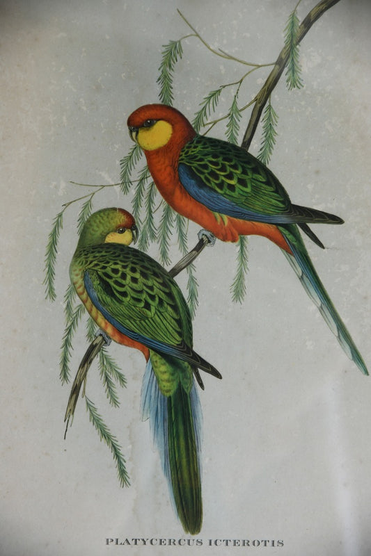 Platycercus Icterotis Parakeet Print