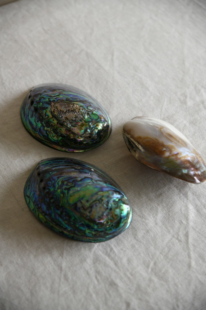 Abalone Shells