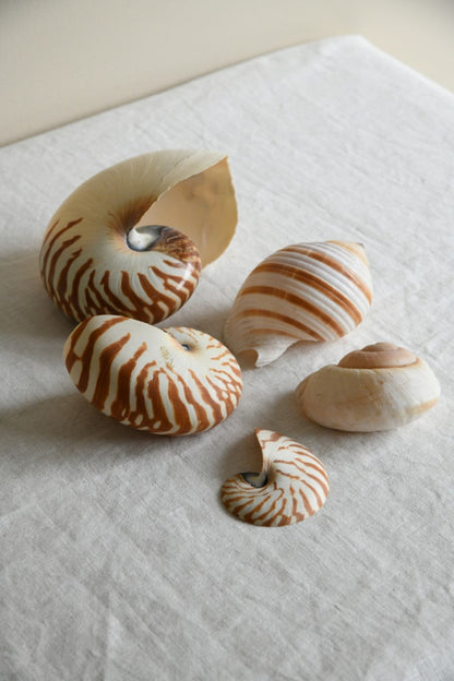 Collection Vintage Sea Shells