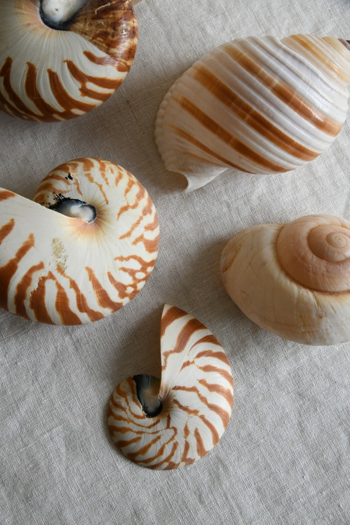 Collection Vintage Sea Shells