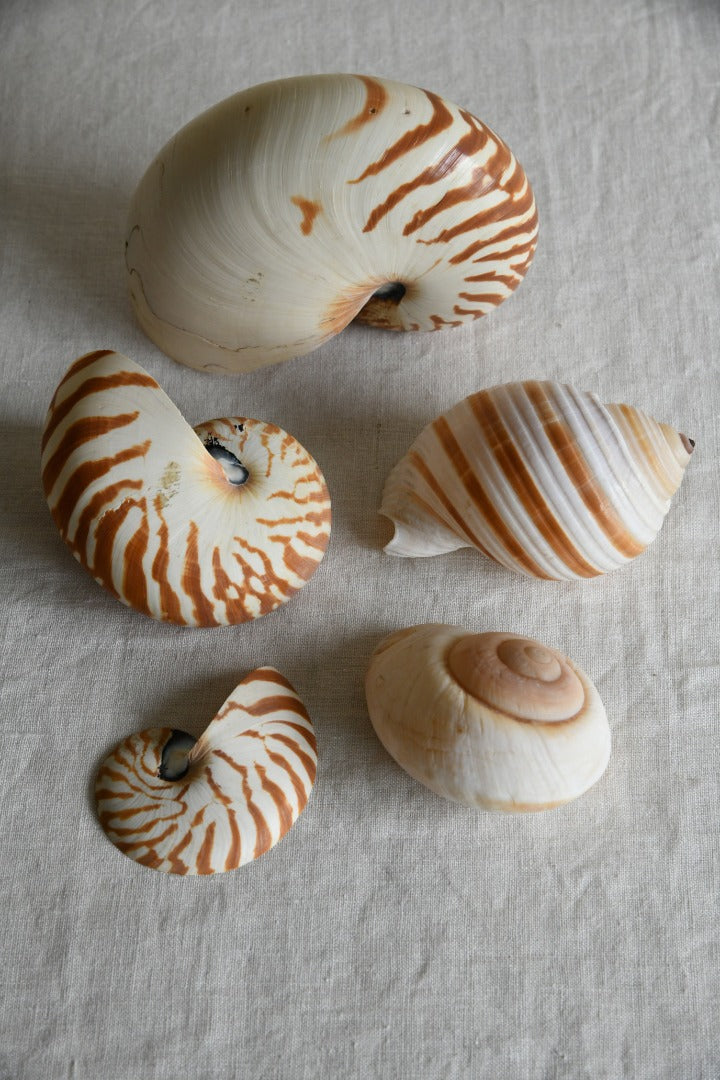 Collection Vintage Sea Shells