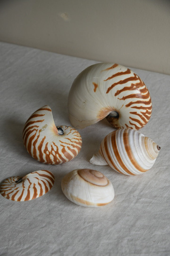 Collection Vintage Sea Shells